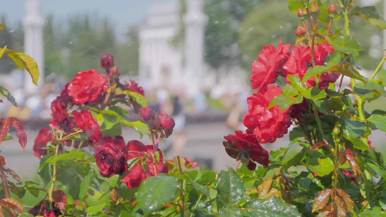 在公园里给盛开的美丽花朵——红玫瑰浇水:慢动作视频素材