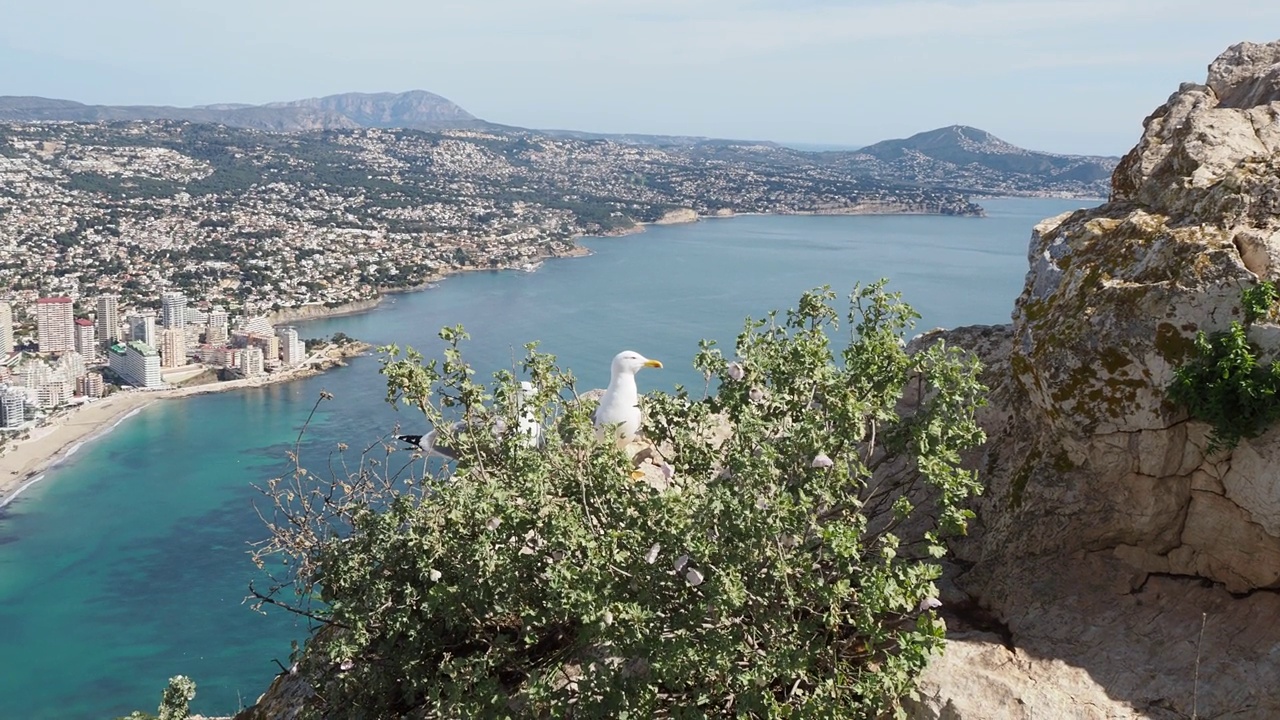 Seagulls on top of the Peñon de Ifach视频下载