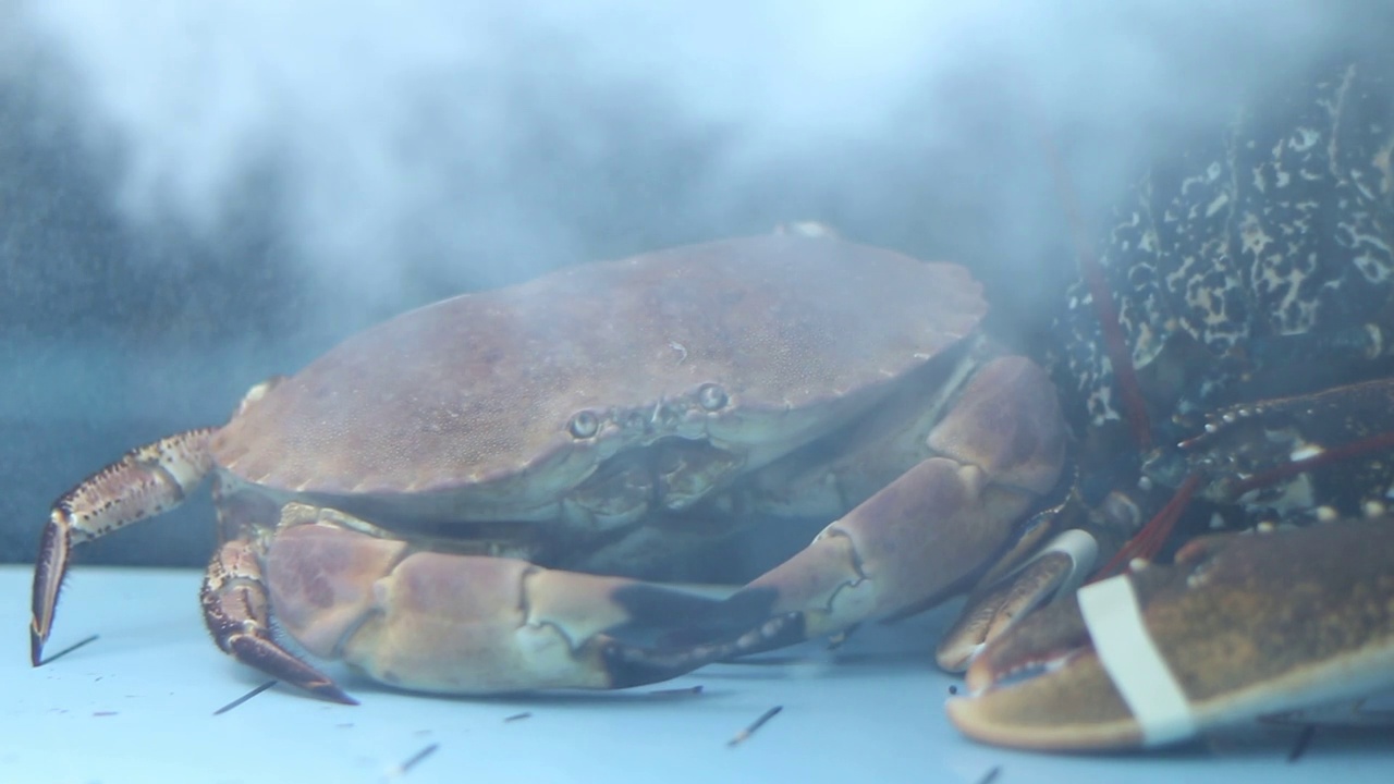 水族馆里的大螃蟹和龙虾视频素材