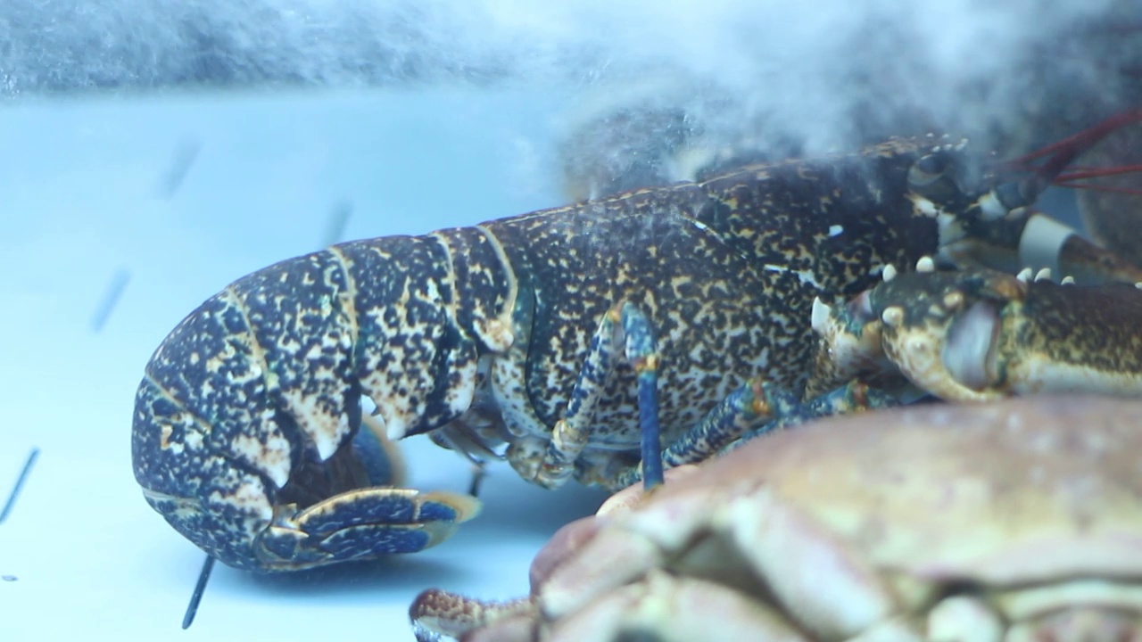 大龙虾在水族馆里爬行视频素材