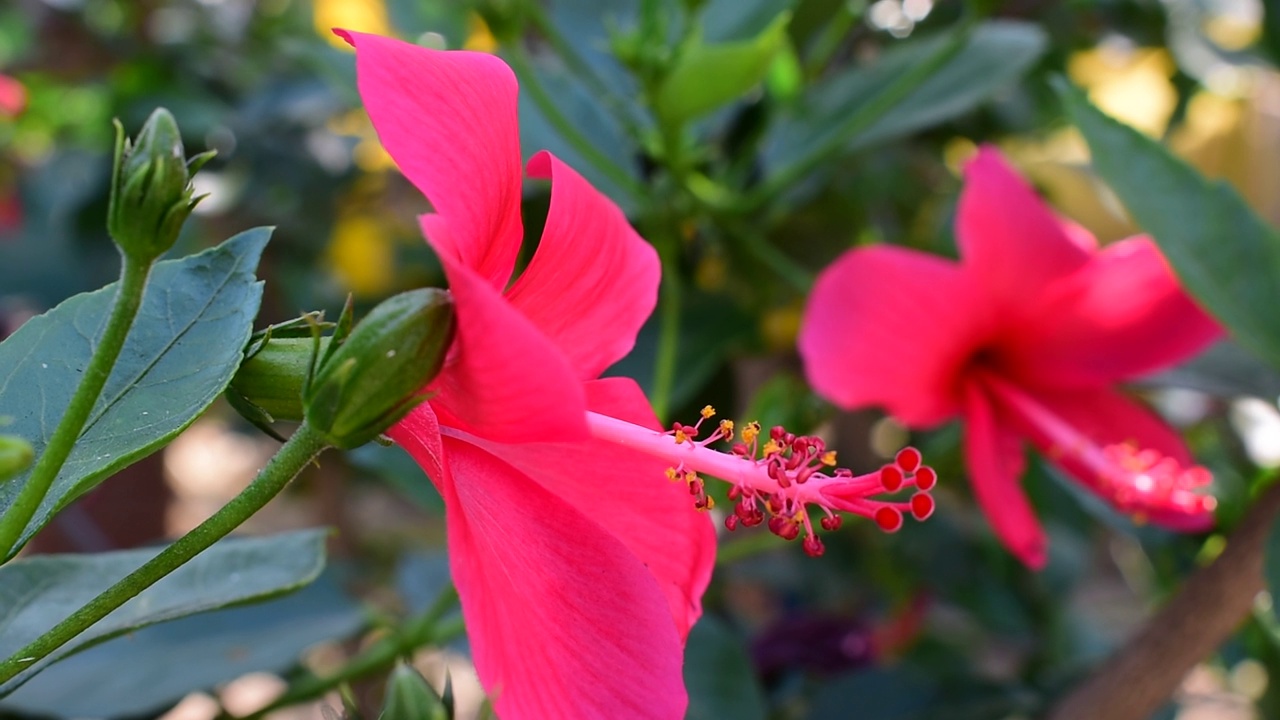 粉色的芙蓉视频素材