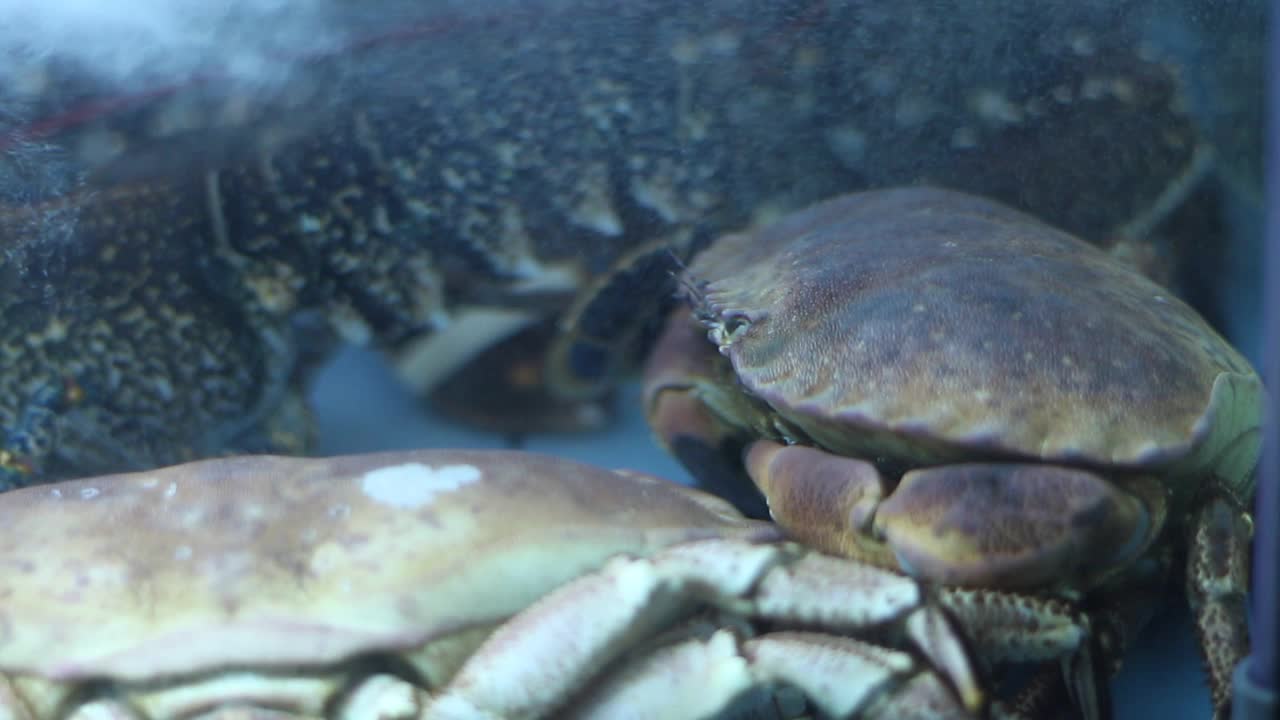 水族馆里的大蟹视频素材