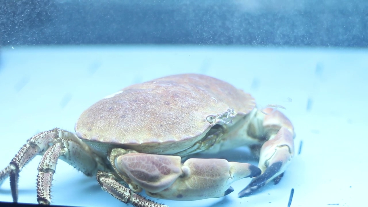 大型海蟹在水族馆里爬行视频素材