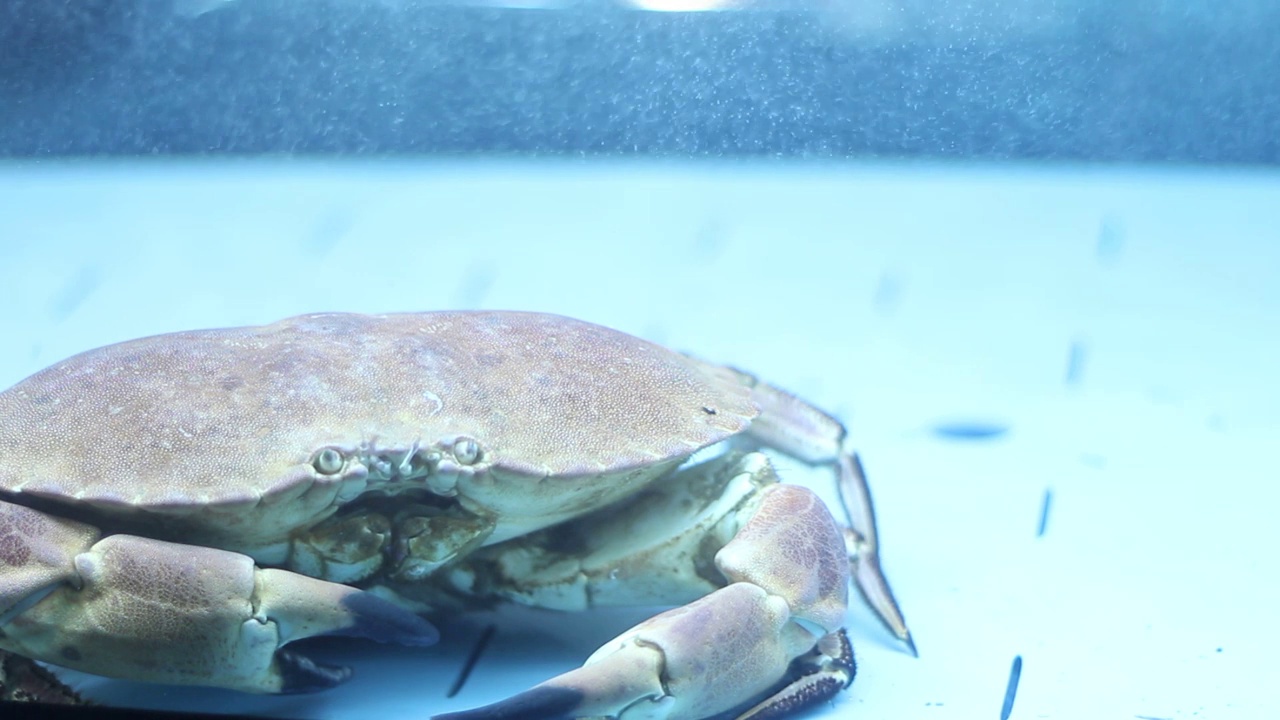 水族馆里的大型海蟹视频素材