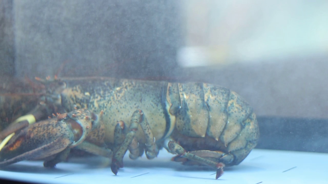 活龙虾漂浮在水族馆里视频素材