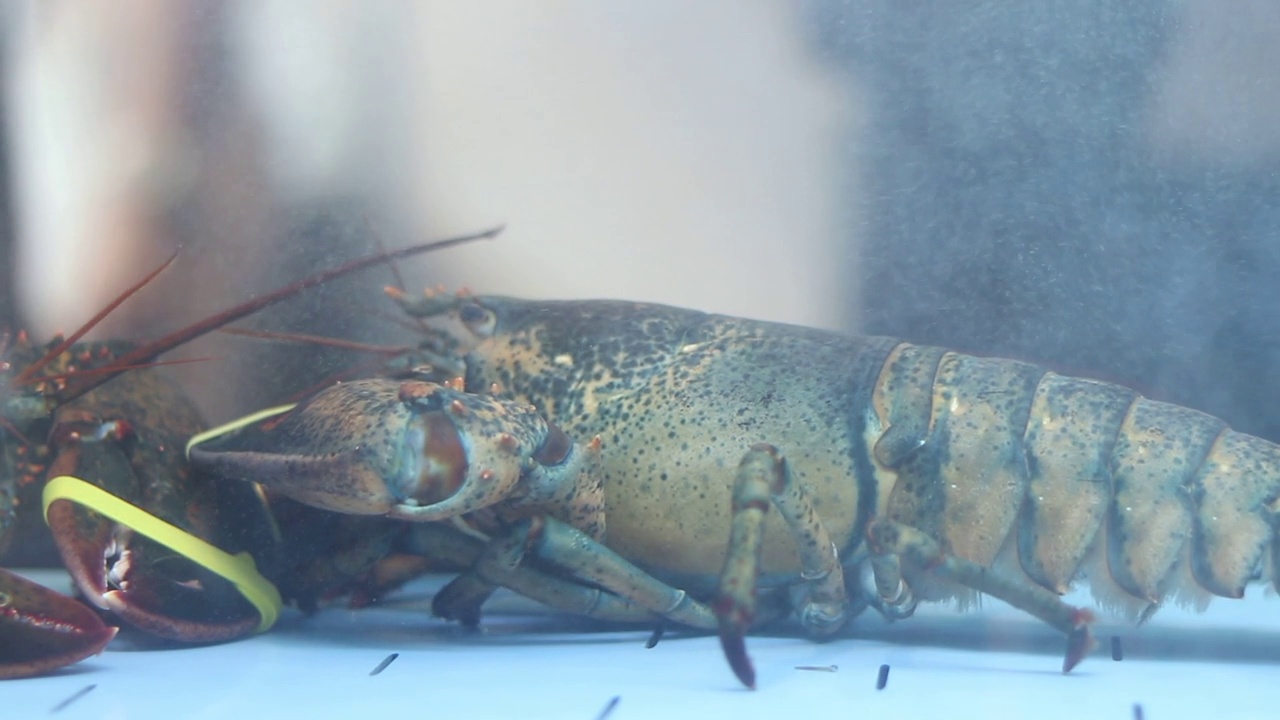 水族馆里的活龙虾视频素材