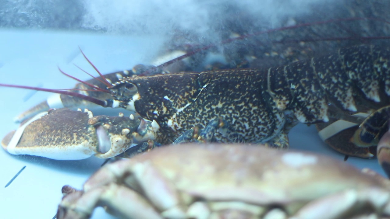 水族馆里的奢华海鲜视频素材