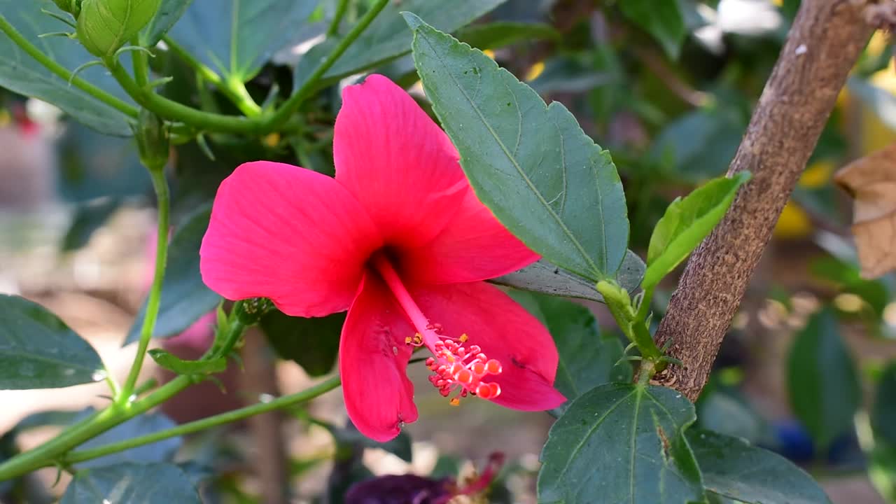 粉色的芙蓉视频素材