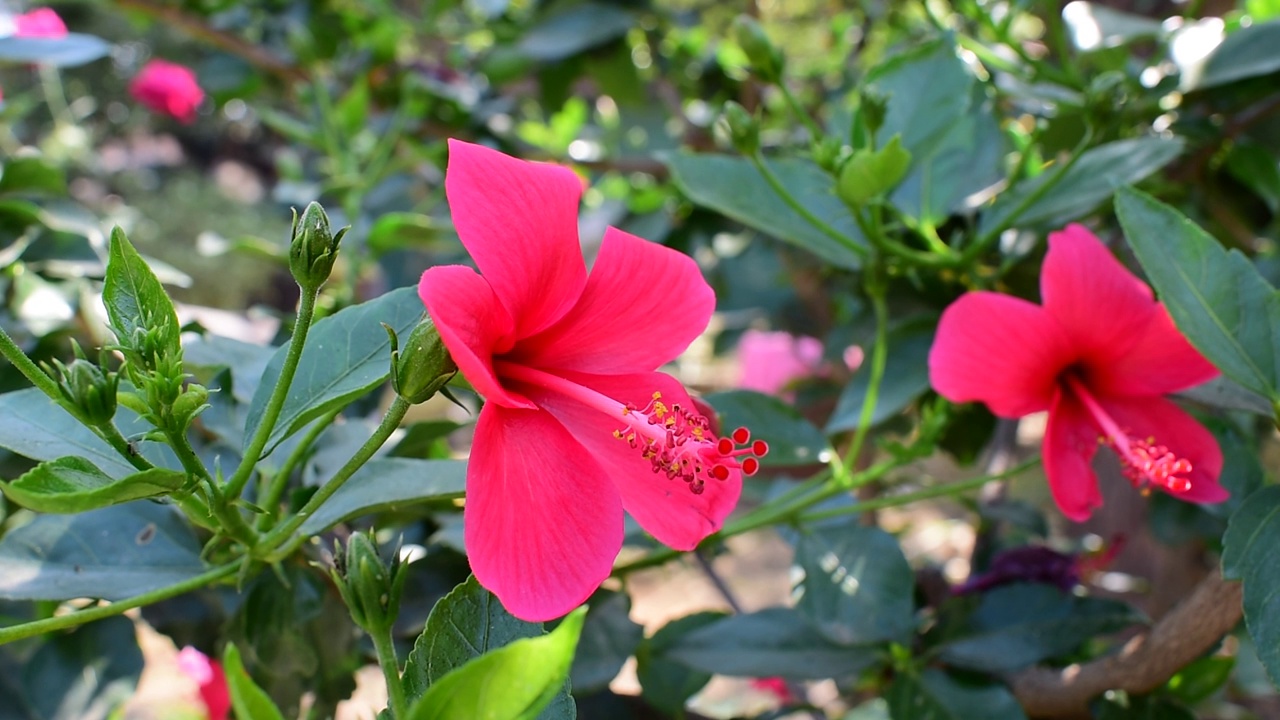 粉色的芙蓉视频素材