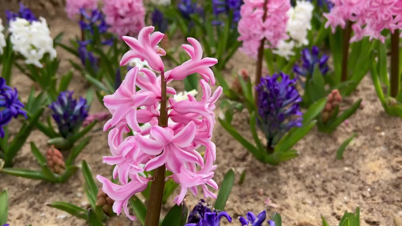 花园里五颜六色的风信子花视频素材