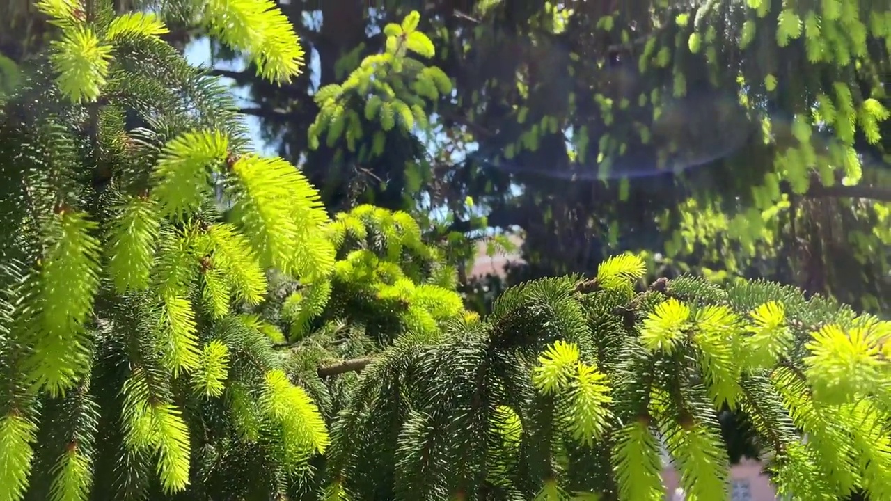 在春季或夏季有新芽的冷杉枝视频素材