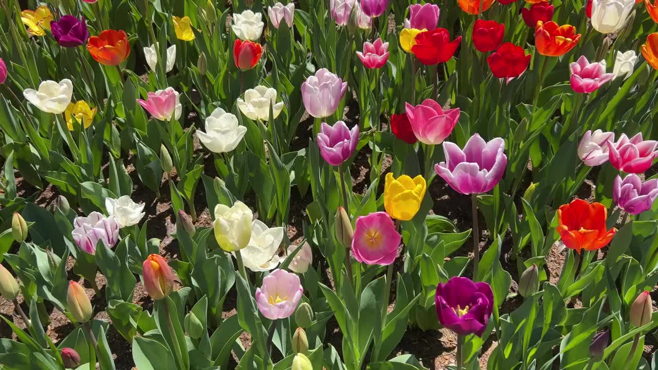 美丽多彩的郁金香花在花园里视频素材