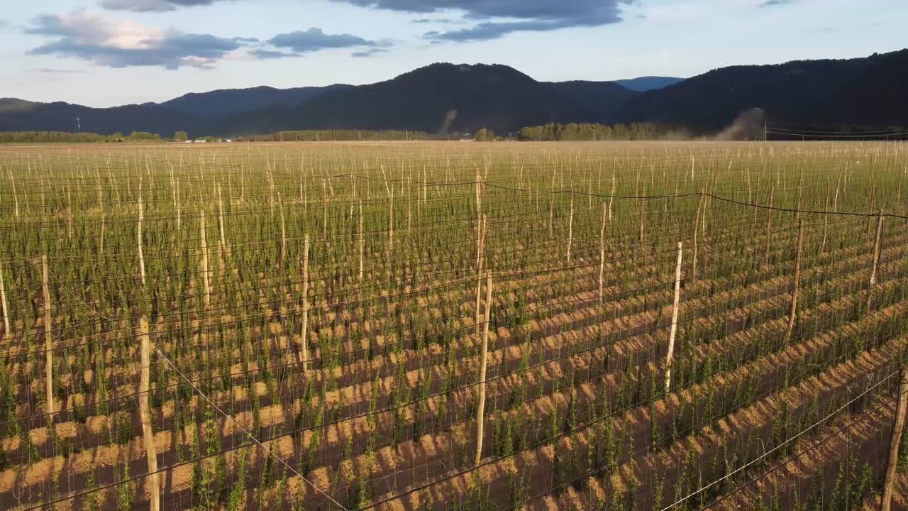 无人机在大片有组织的田野上移动，地平线上有植物和山脉视频素材