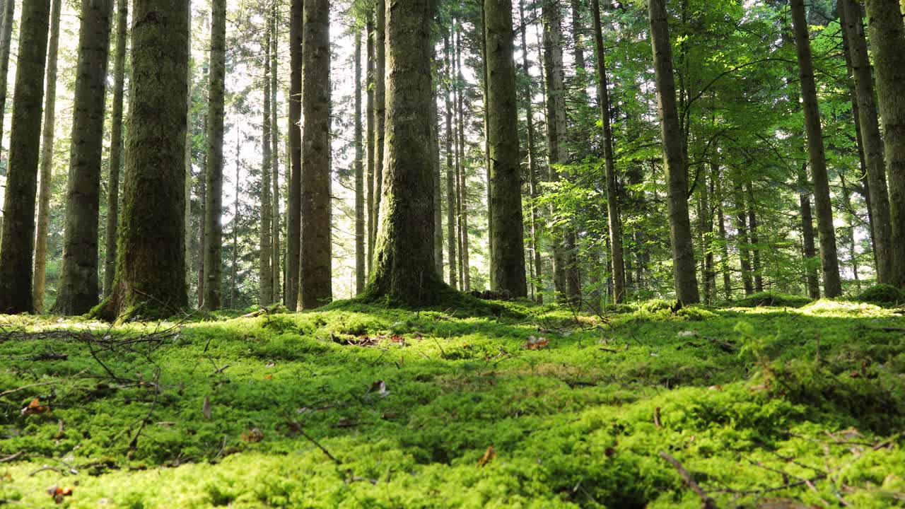 阳光在绿色苔藓森林树木景观。视频素材