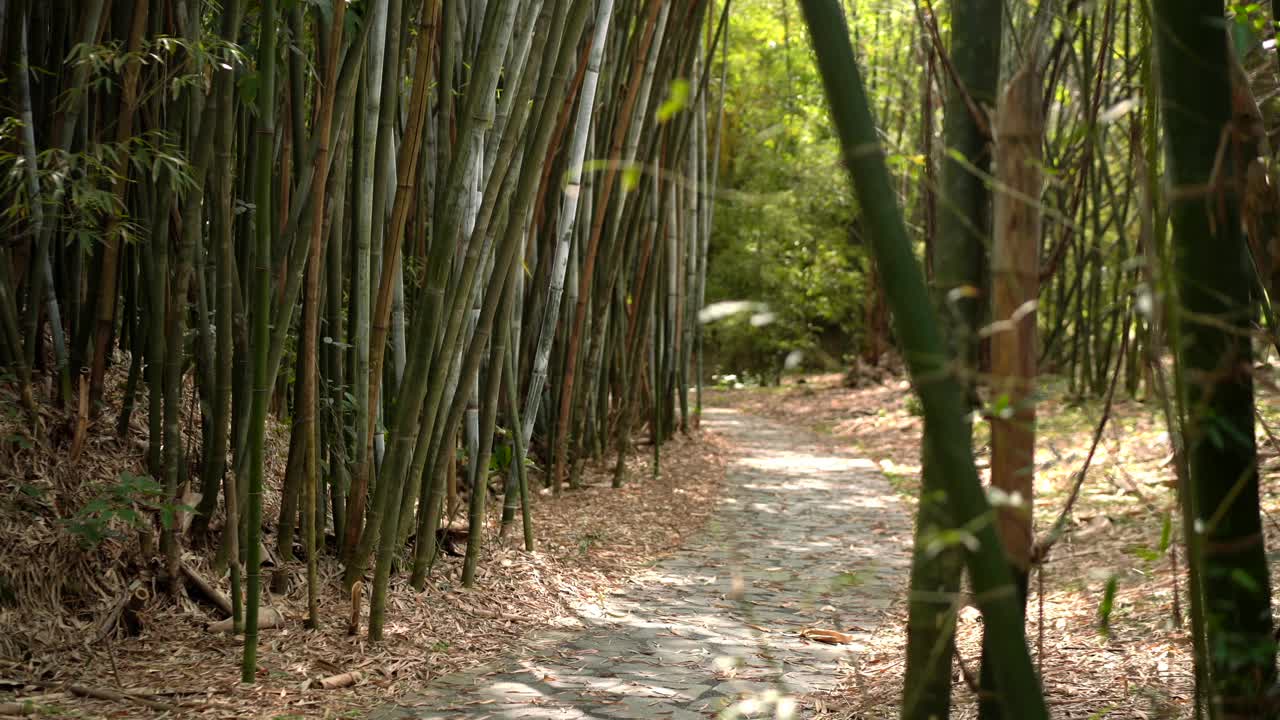 一对年轻的亚洲夫妇在竹林中漫步，享受大自然。视频下载