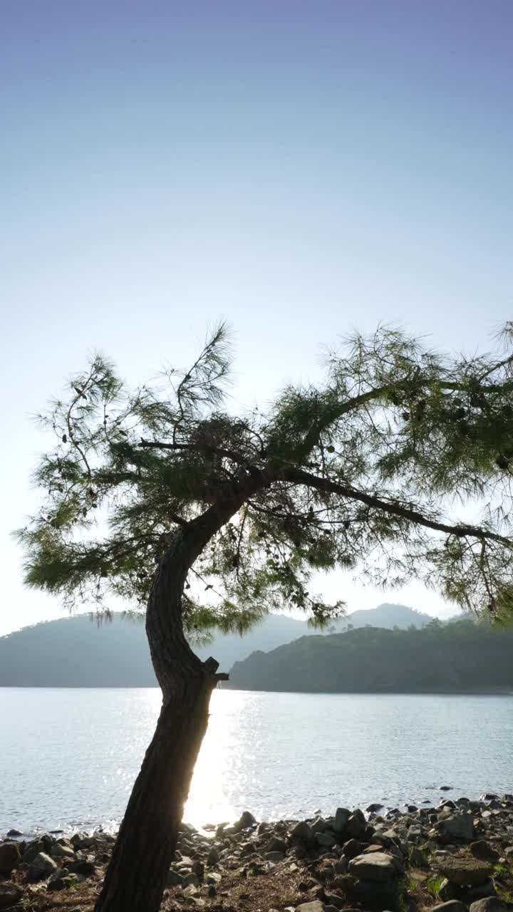 地中海沿岸的一棵树。视频素材