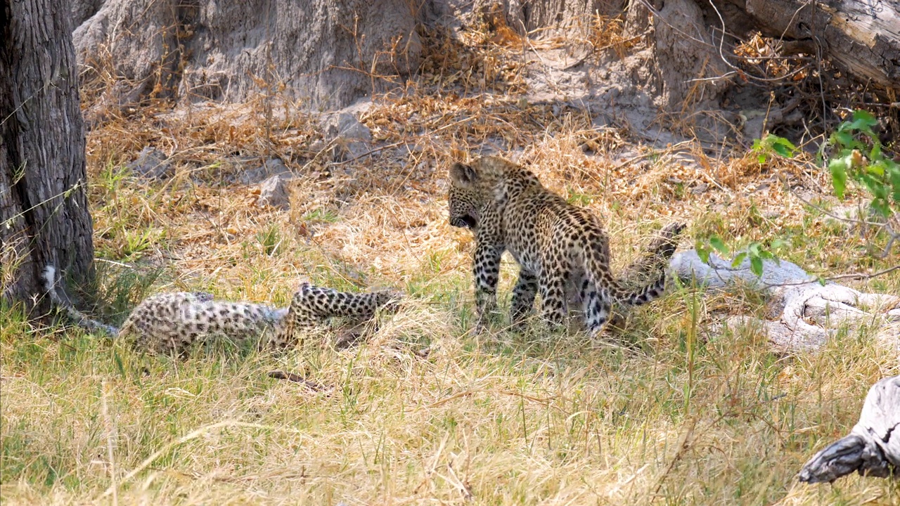 博茨瓦纳奥卡万戈三角洲的豹(Panthera pardus)视频素材