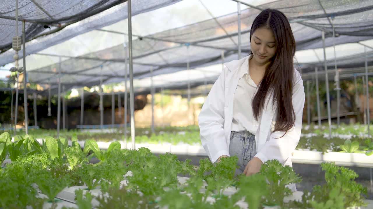 水培:一位年轻的亚洲女商人正在检查农民的水培农场生产的有机蔬菜沙拉和生菜的质量。视频素材