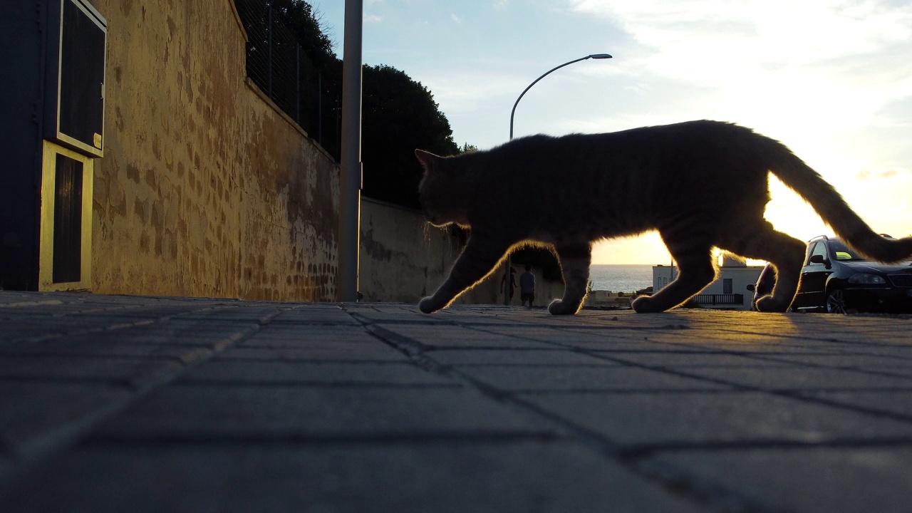 猫在日落时过马路视频下载
