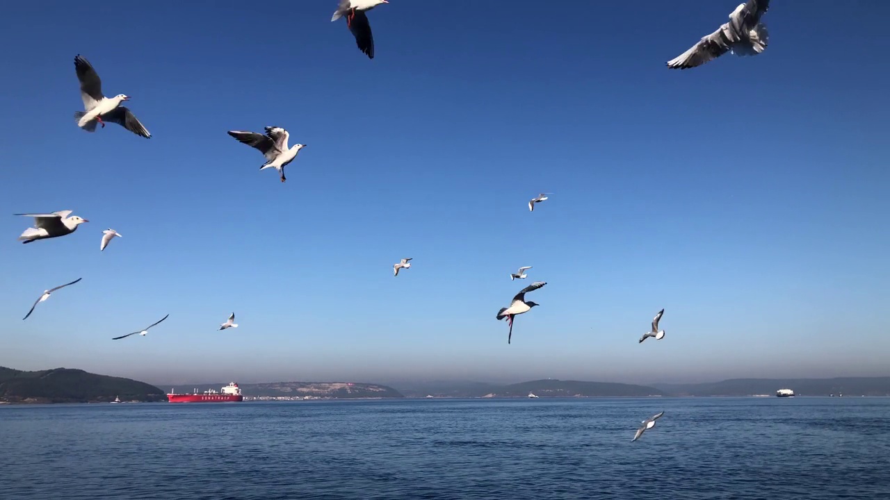 海鸥在海面上飞翔视频素材