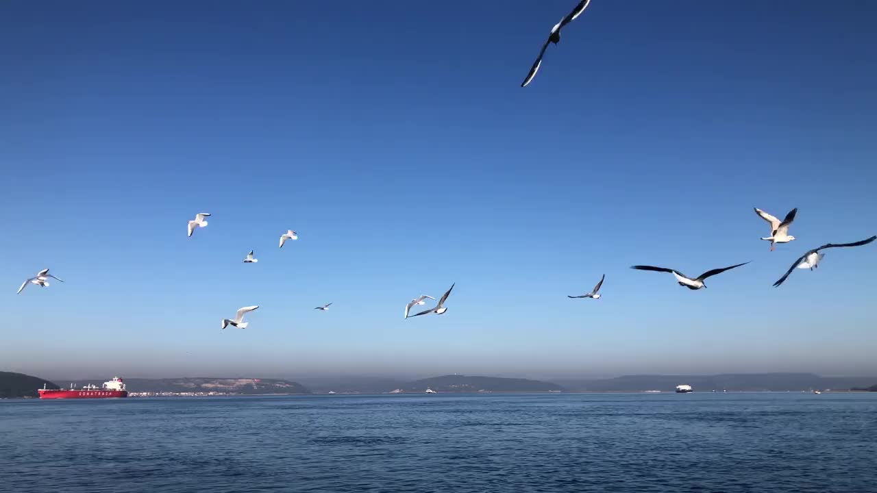 海鸥在海面上飞翔视频素材