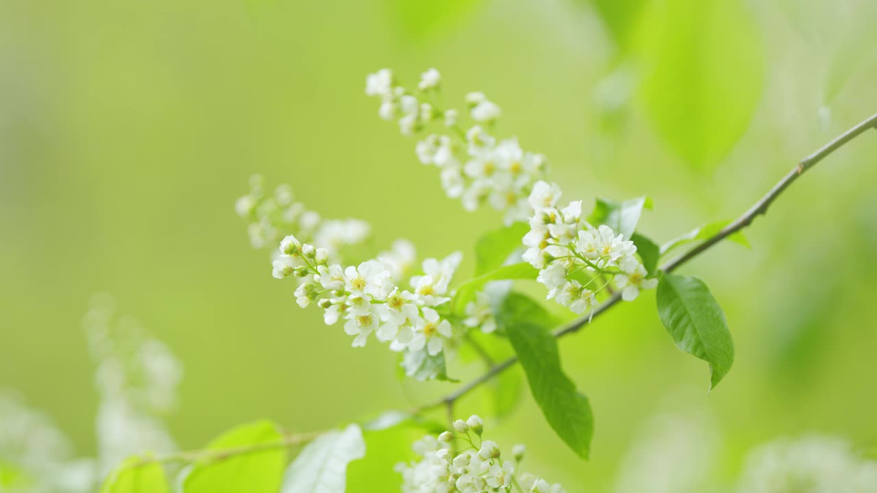 白花的小树，鸟樱桃或杨梅。纬度。李属稠李属。缓慢的运动。视频素材