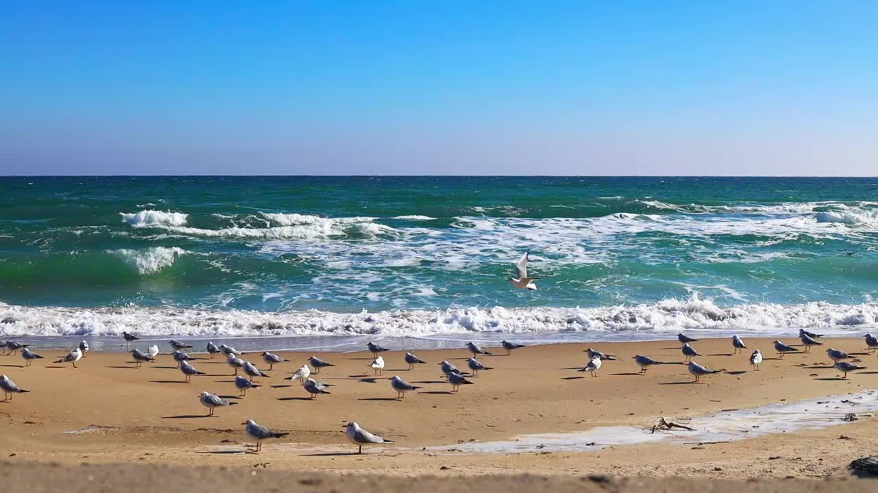 海浪在沙滩上翻滚，海鸥在岸边，阳光灿烂的日子视频下载