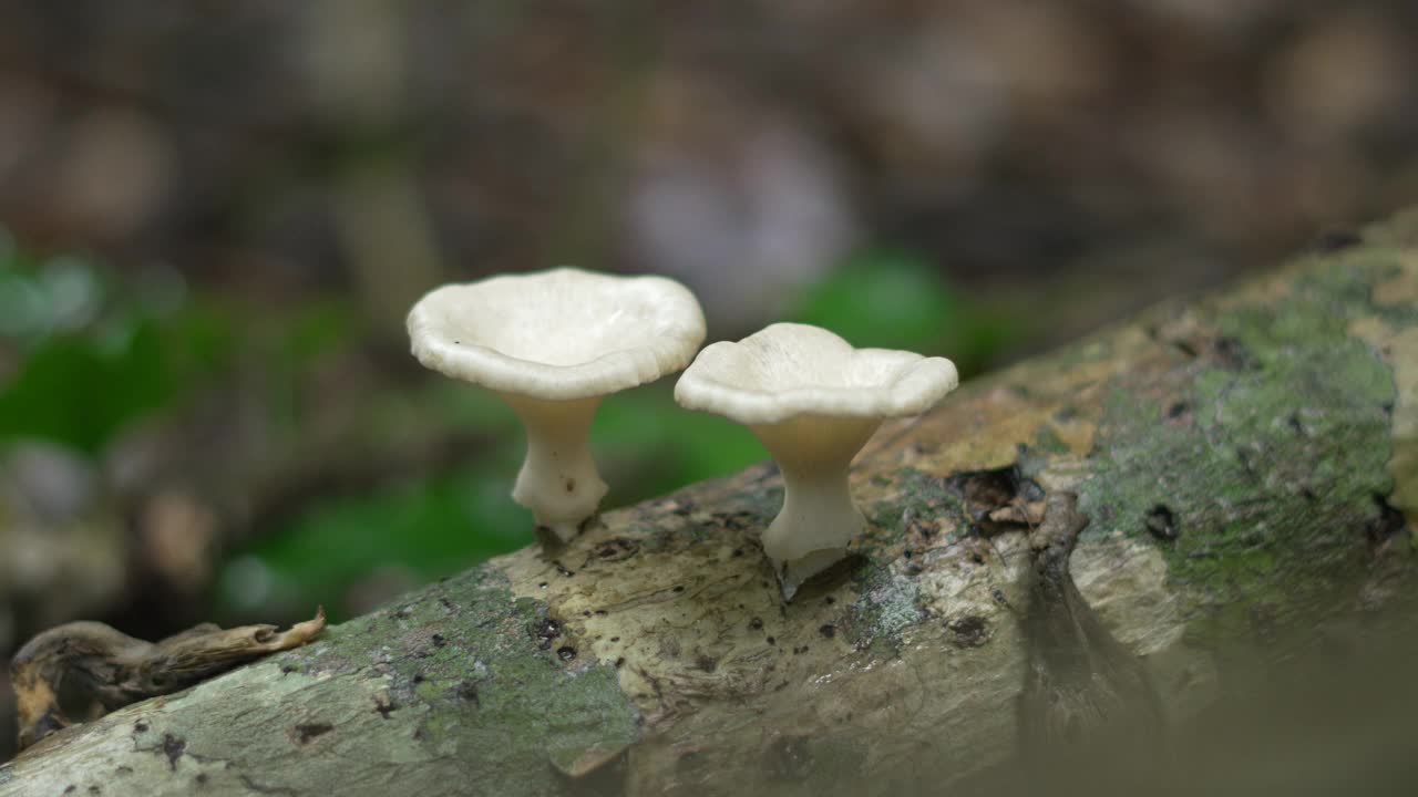 在森林地面的原木上生长的两种白色真菌视频素材