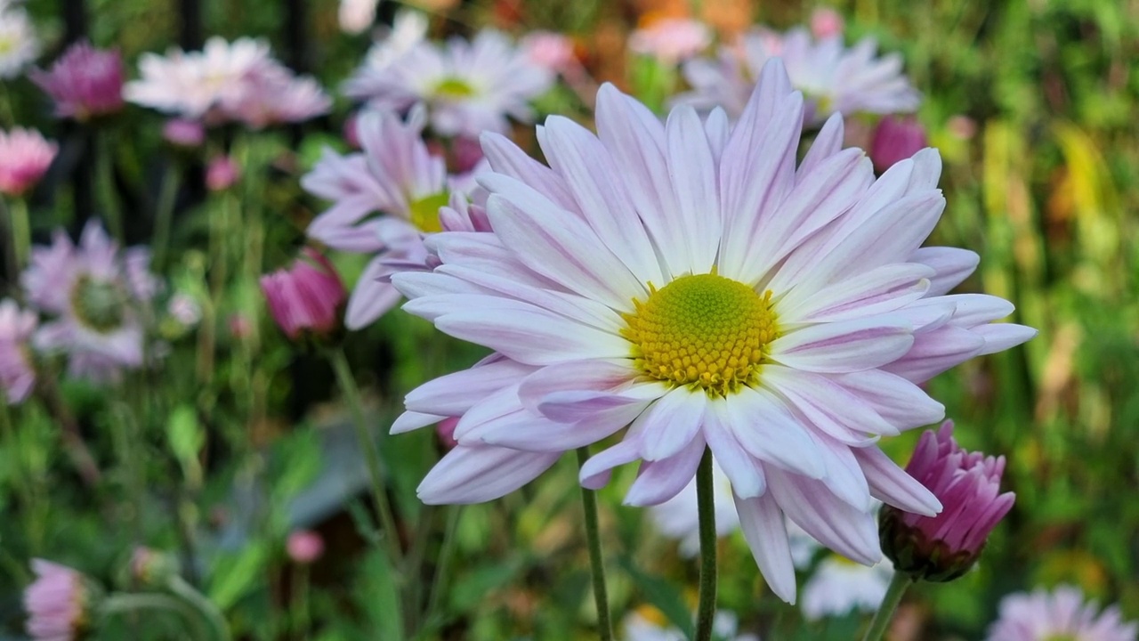 花园里的菊花特写视频素材