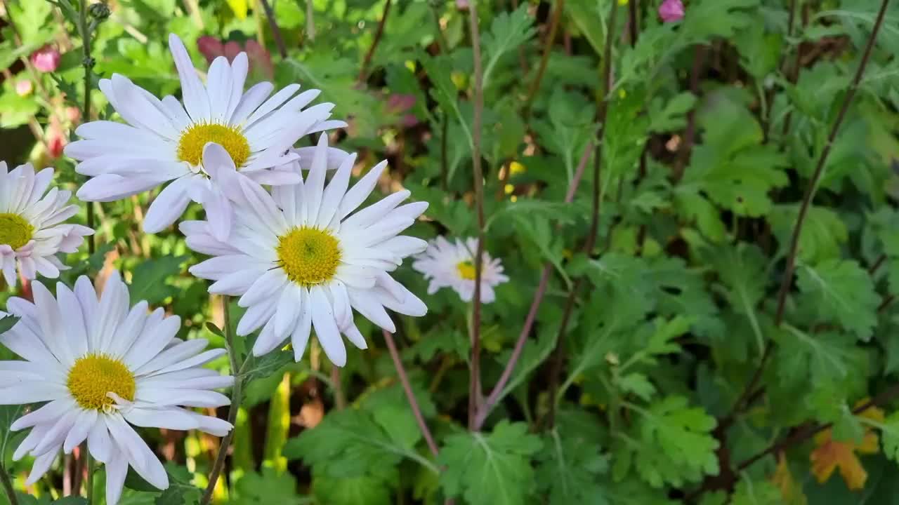 盛开的菊花。秋天的花。视频素材