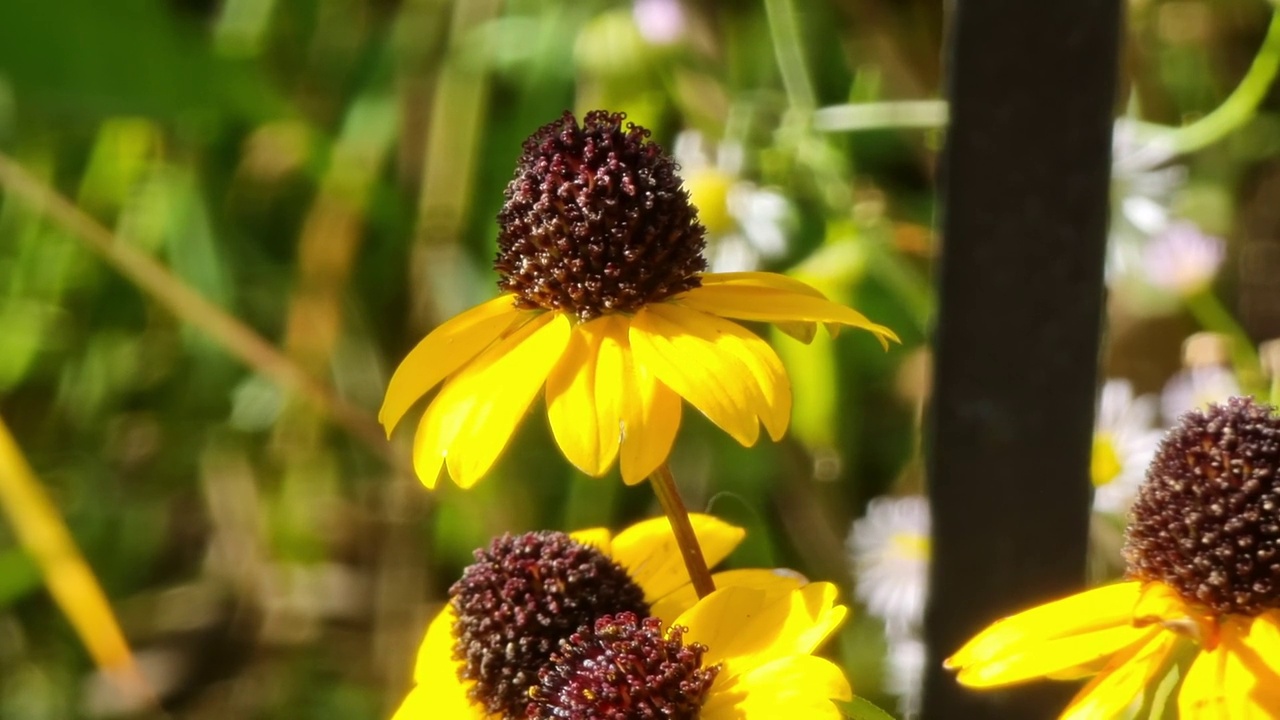 花园里有美丽的黄花。Heliopsis视频素材