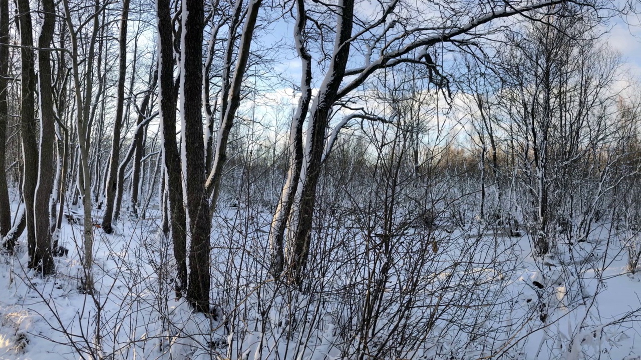 l白雪皑皑的森林全景视频素材