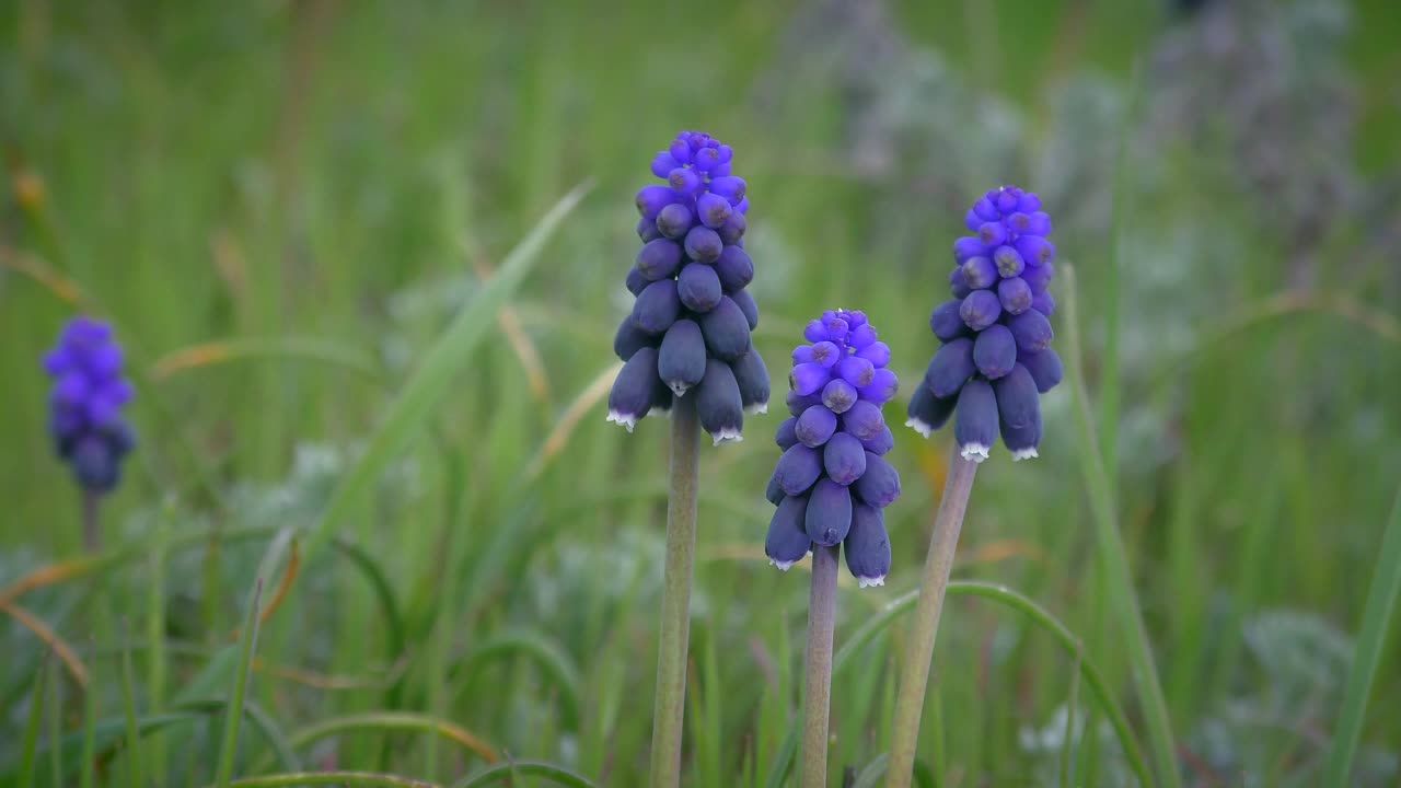 蓝葡萄风信子花在草的背景。视频素材