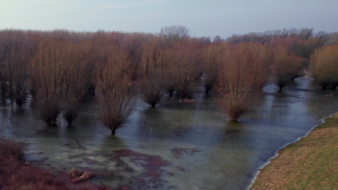 淹冻林地，水下森林景观视频素材