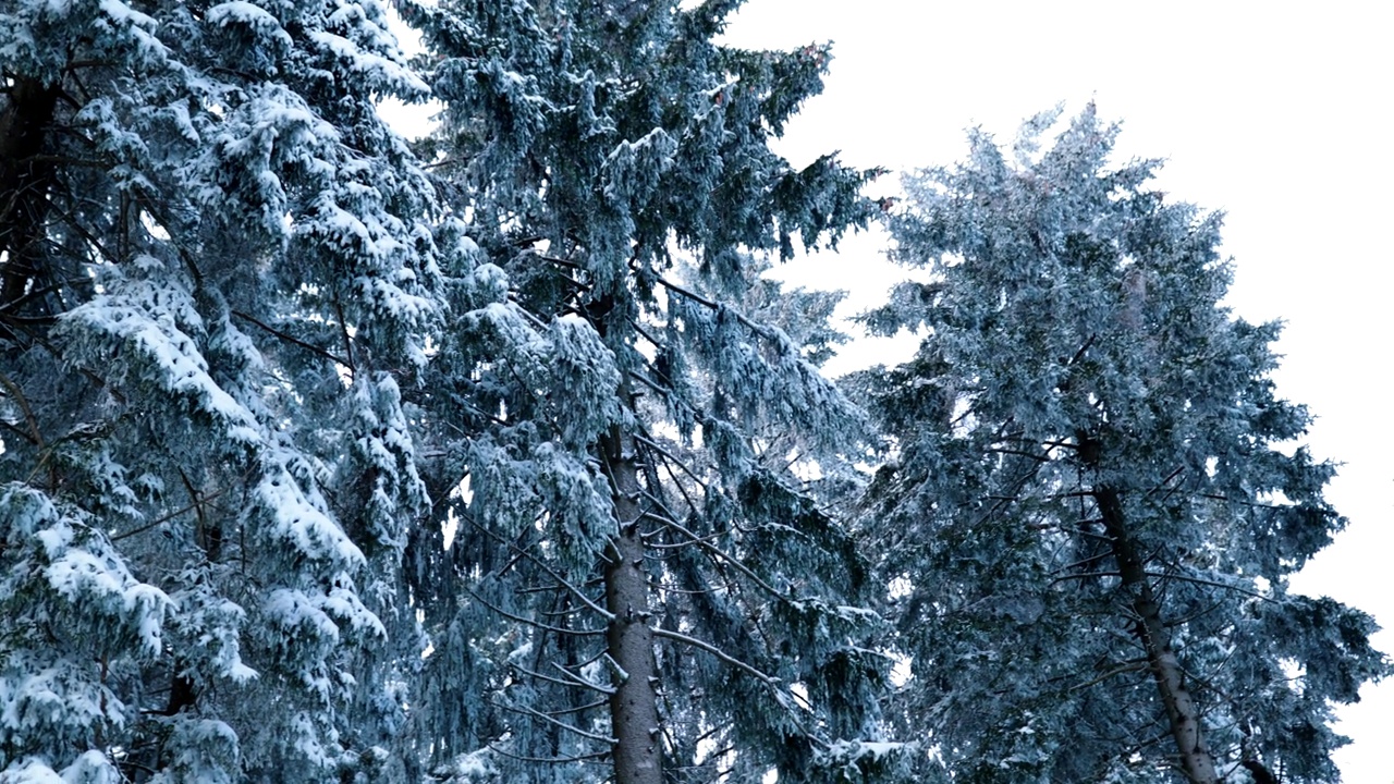 在冰天雪地后，穿过冰天雪地里高大的树木视频素材