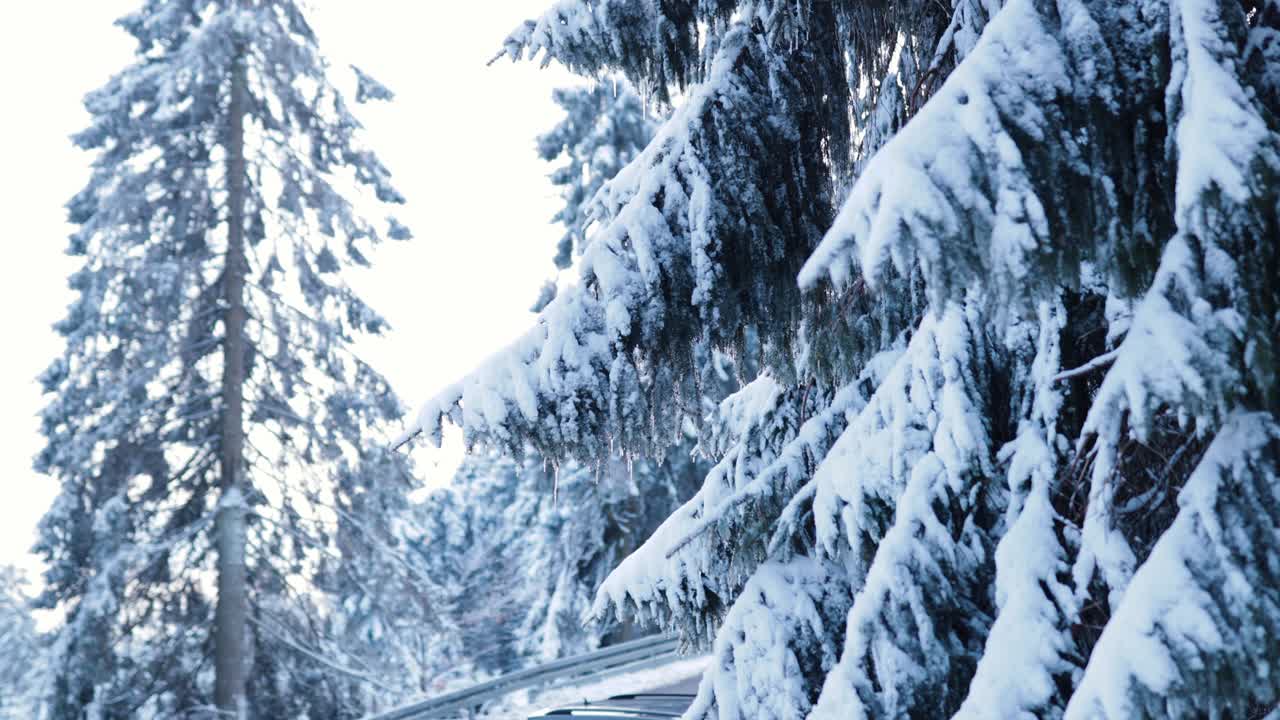 在深冬的时候，发现了一棵被冰雪覆盖的迷人的高大松树视频下载