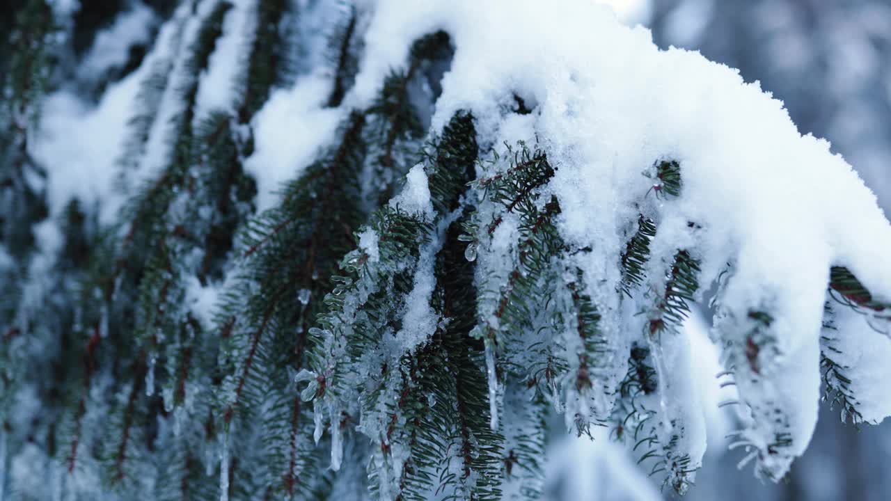 在冰天雪地的冬夜过后，松树的树枝被冰雪覆盖视频素材