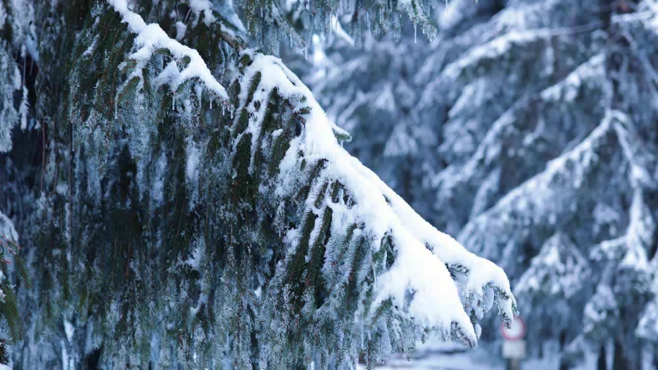 放大在冻结的冰柱和雪覆盖的松树树枝在大森林视频素材