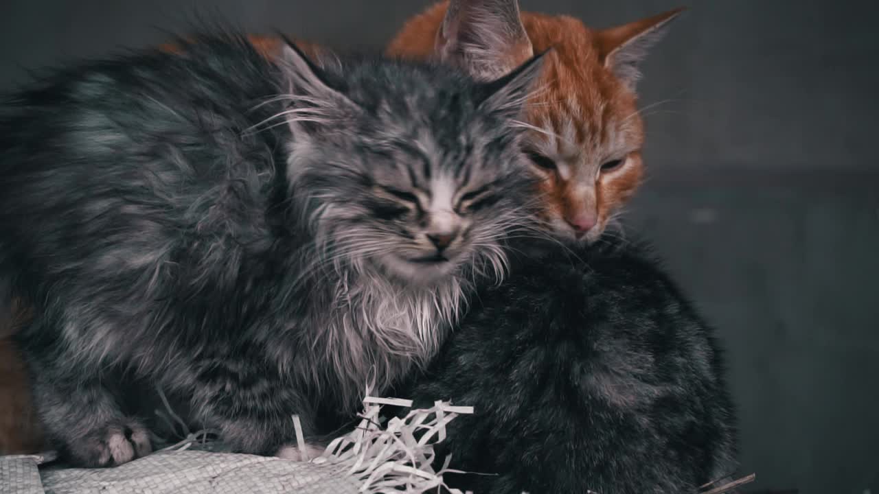 小毛茸茸的饥饿小猫喵喵叫特写视频素材