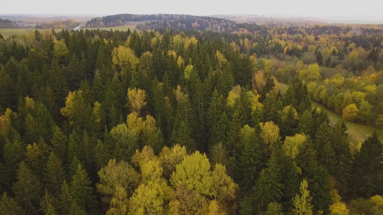 秋天的森林，鸟瞰。秋季丘陵林地颜色混杂，树梢绿色黄色视频素材