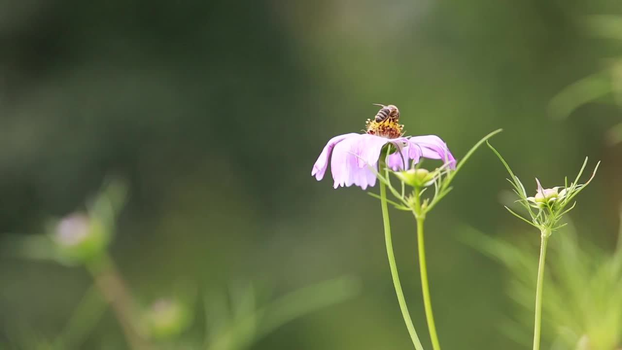 蜜蜂在花上视频素材