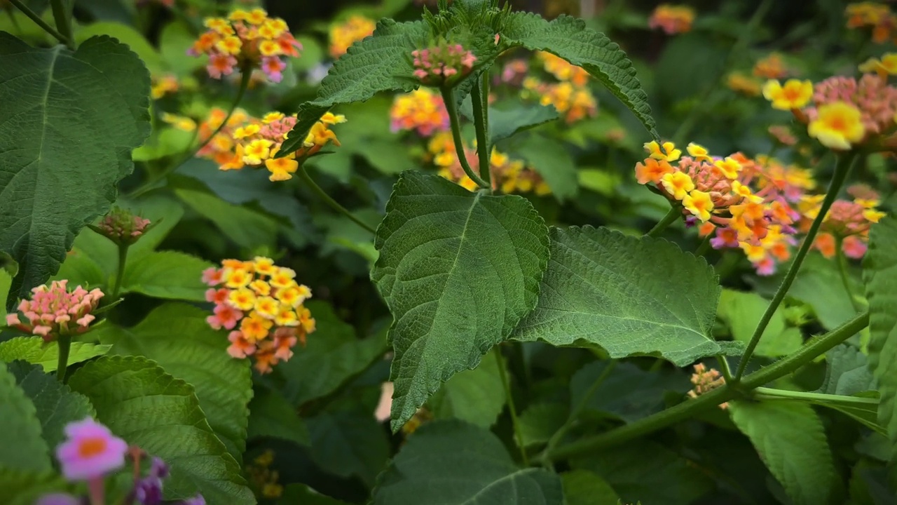 花园里的黄花视频素材