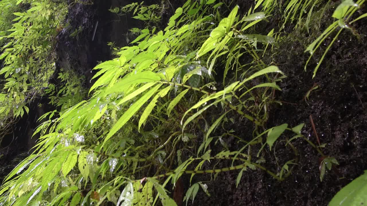 洞穴墙壁上的绿色植物视频下载