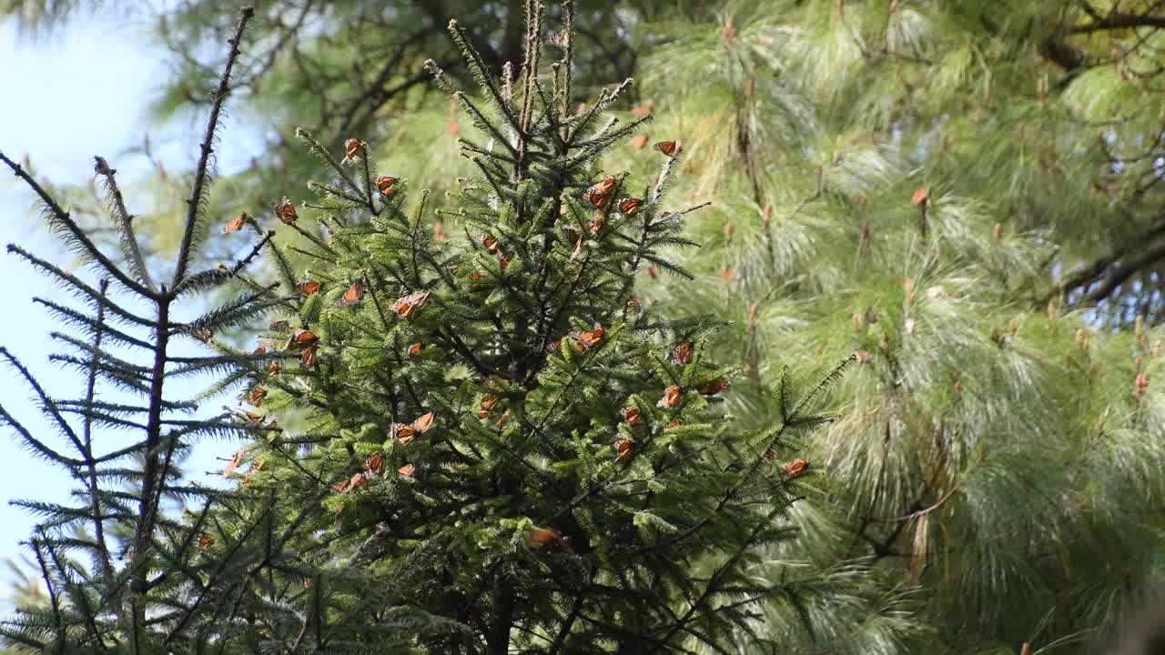 在阳光明媚的日子里，帝王蝶(Danaus plexippus)的电影镜头视频下载