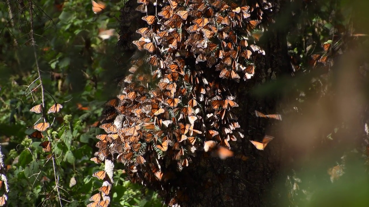 在阳光明媚的日子里，帝王蝶(Danaus plexippus)的电影镜头视频素材