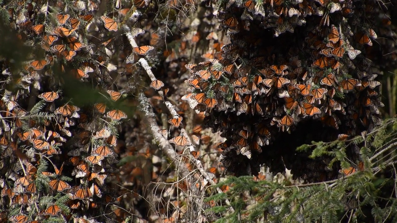 在阳光明媚的日子里，帝王蝶(Danaus plexippus)的电影镜头视频素材