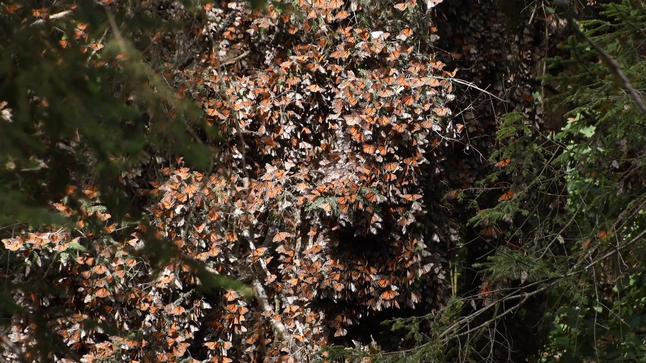 在阳光明媚的日子里，帝王蝶(Danaus plexippus)的电影镜头视频下载