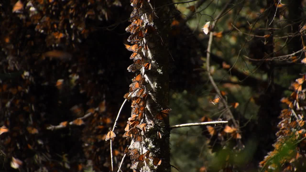 在阳光明媚的日子里，帝王蝶(Danaus plexippus)的电影镜头视频素材