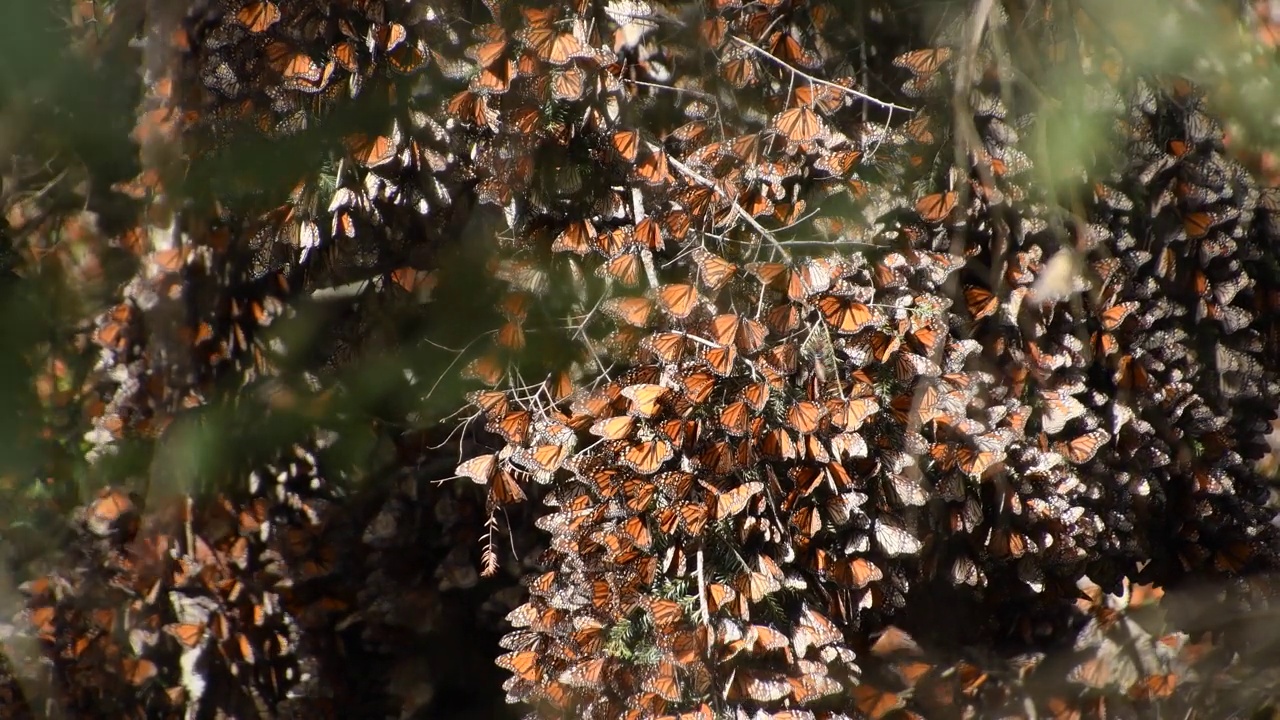 在阳光明媚的日子里，帝王蝶(Danaus plexippus)的电影镜头视频下载