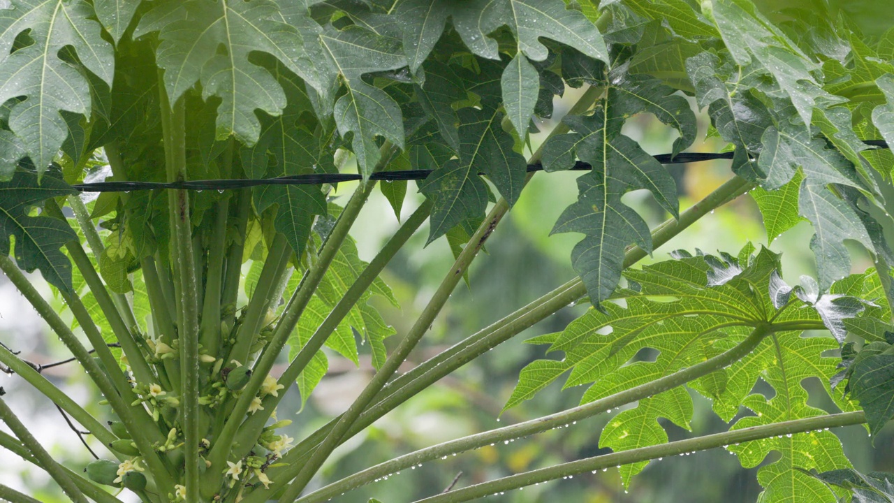 细雨中开花结果的木瓜植物的特写视频素材